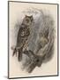 Tree Owls 1902-Vintage Apple Collection-Mounted Premium Giclee Print