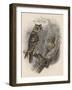 Tree Owls 1902-Vintage Apple Collection-Framed Giclee Print