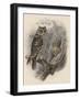 Tree Owls 1902-Vintage Apple Collection-Framed Giclee Print