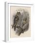 Tree Owls 1902-Vintage Apple Collection-Framed Giclee Print