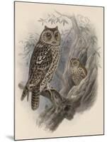 Tree Owls 1902-Vintage Apple Collection-Mounted Giclee Print