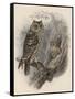 Tree Owls 1902-Vintage Apple Collection-Framed Stretched Canvas