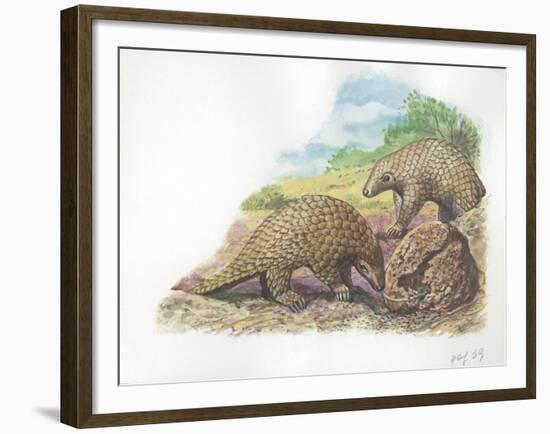 Tree Pangolins Manis Tricuspis Catching Ants-null-Framed Giclee Print