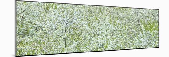 Tree Panorama I-James McLoughlin-Mounted Photographic Print