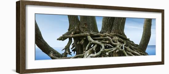 Tree Panorama VII-James McLoughlin-Framed Photographic Print