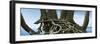 Tree Panorama VII-James McLoughlin-Framed Photographic Print