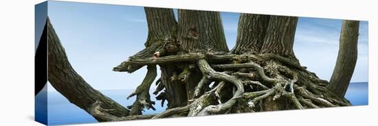 Tree Panorama VII-James McLoughlin-Stretched Canvas