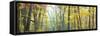 Tree Panorama VIII-James McLoughlin-Framed Stretched Canvas