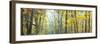 Tree Panorama VIII-James McLoughlin-Framed Photographic Print