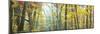 Tree Panorama VIII-James McLoughlin-Mounted Photographic Print