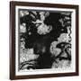 Tree, Paris, 1960-Brett Weston-Framed Photographic Print