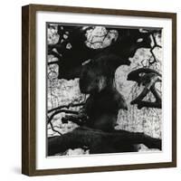Tree, Paris, 1960-Brett Weston-Framed Photographic Print