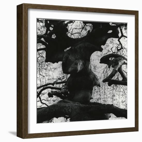 Tree, Paris, 1960-Brett Weston-Framed Photographic Print