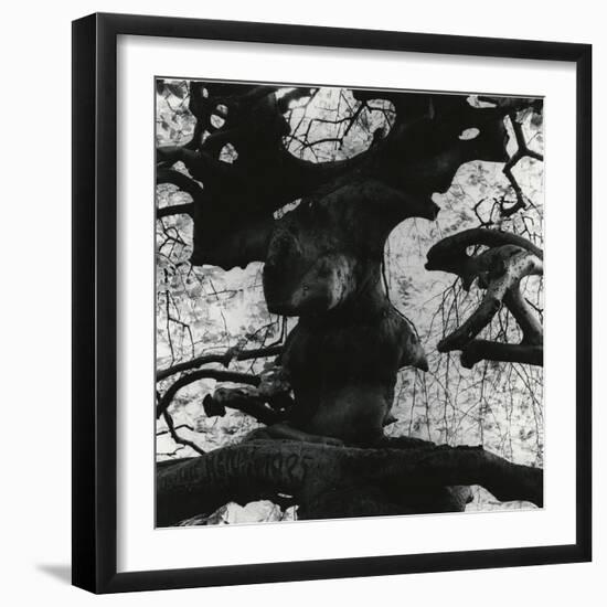 Tree, Paris, 1960-Brett Weston-Framed Photographic Print