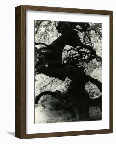 Tree, Paris, France, 1960-Brett Weston-Framed Photographic Print