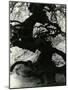 Tree, Paris, France, 1960-Brett Weston-Mounted Photographic Print