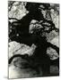 Tree, Paris, France, 1960-Brett Weston-Mounted Photographic Print