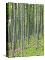 Tree Patterns, Burtness Wood, Lake District, Cumbria, England, UK-Neale Clarke-Stretched Canvas