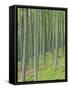 Tree Patterns, Burtness Wood, Lake District, Cumbria, England, UK-Neale Clarke-Framed Stretched Canvas