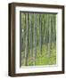 Tree Patterns, Burtness Wood, Lake District, Cumbria, England, UK-Neale Clarke-Framed Photographic Print