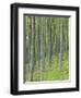 Tree Patterns, Burtness Wood, Lake District, Cumbria, England, UK-Neale Clarke-Framed Photographic Print