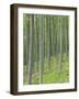 Tree Patterns, Burtness Wood, Lake District, Cumbria, England, UK-Neale Clarke-Framed Photographic Print