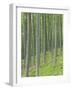 Tree Patterns, Burtness Wood, Lake District, Cumbria, England, UK-Neale Clarke-Framed Photographic Print