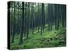 Tree Patterns, Burtness Wood, Lake District, Cumbria, England, United Kingdom-Neale Clarke-Stretched Canvas