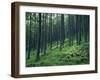 Tree Patterns, Burtness Wood, Lake District, Cumbria, England, United Kingdom-Neale Clarke-Framed Photographic Print