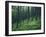 Tree Patterns, Burtness Wood, Lake District, Cumbria, England, United Kingdom-Neale Clarke-Framed Photographic Print