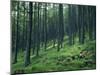 Tree Patterns, Burtness Wood, Lake District, Cumbria, England, United Kingdom-Neale Clarke-Mounted Photographic Print