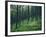 Tree Patterns, Burtness Wood, Lake District, Cumbria, England, United Kingdom-Neale Clarke-Framed Photographic Print