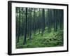 Tree Patterns, Burtness Wood, Lake District, Cumbria, England, United Kingdom-Neale Clarke-Framed Photographic Print