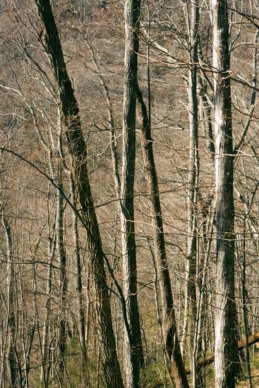 Photo, , large