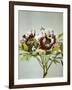 Tree Peony, 19th Century-Ogawa Kazuma-Framed Giclee Print