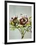 Tree Peony, 19th Century-Ogawa Kazuma-Framed Giclee Print