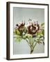 Tree Peony, 19th Century-Ogawa Kazuma-Framed Giclee Print