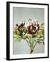 Tree Peony, 19th Century-Ogawa Kazuma-Framed Giclee Print