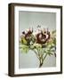 Tree Peony, 19th Century-Ogawa Kazuma-Framed Giclee Print