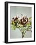 Tree Peony, 19th Century-Ogawa Kazuma-Framed Giclee Print