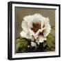 Tree Peony, 19th Century-Ogawa Kazuma-Framed Giclee Print