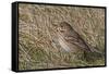 Tree pipit in grassland. Uto, Finland. May-Markus Varesvuo-Framed Stretched Canvas