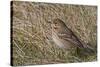 Tree pipit in grassland. Uto, Finland. May-Markus Varesvuo-Stretched Canvas