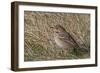 Tree pipit in grassland. Uto, Finland. May-Markus Varesvuo-Framed Photographic Print