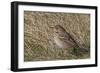 Tree pipit in grassland. Uto, Finland. May-Markus Varesvuo-Framed Photographic Print