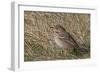 Tree pipit in grassland. Uto, Finland. May-Markus Varesvuo-Framed Photographic Print