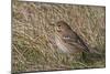 Tree pipit in grassland. Uto, Finland. May-Markus Varesvuo-Mounted Photographic Print