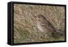 Tree pipit in grassland. Uto, Finland. May-Markus Varesvuo-Framed Stretched Canvas