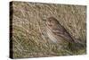 Tree pipit in grassland. Uto, Finland. May-Markus Varesvuo-Stretched Canvas