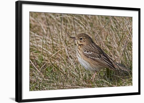 Tree pipit in grassland. Uto, Finland. May-Markus Varesvuo-Framed Photographic Print